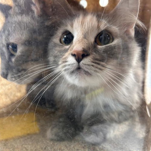 picture of the cat needing adoption