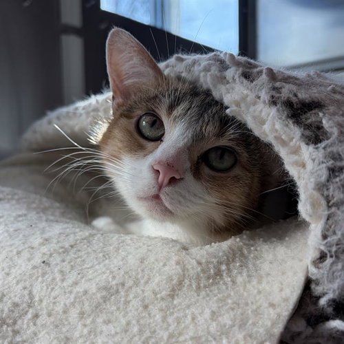 picture of the cat needing adoption