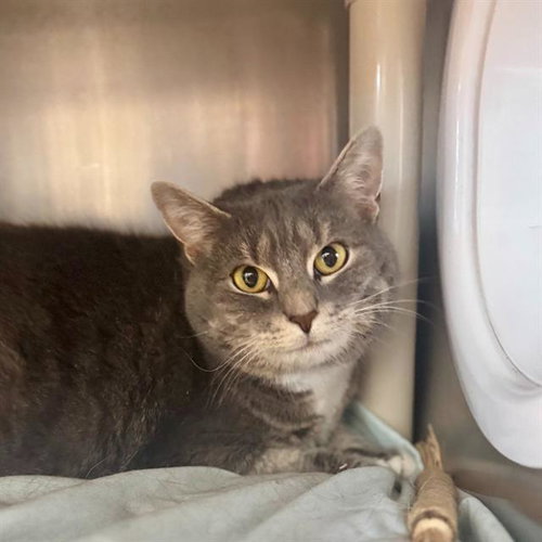 picture of the cat needing adoption