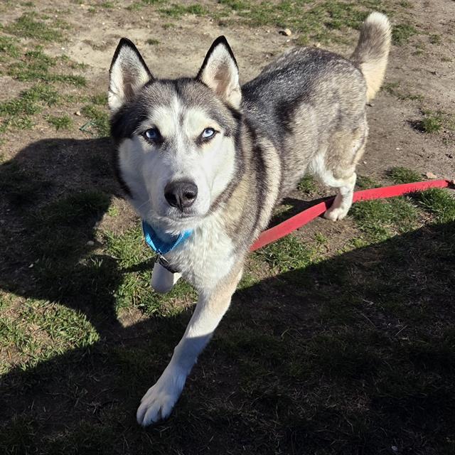 NYMERIA