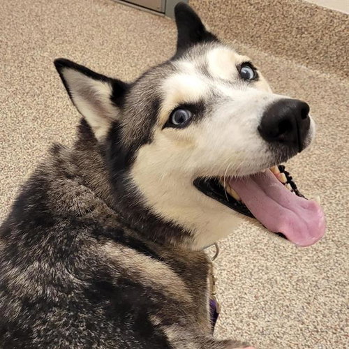 NYMERIA, an adoptable Siberian Husky in Centerville, MA
