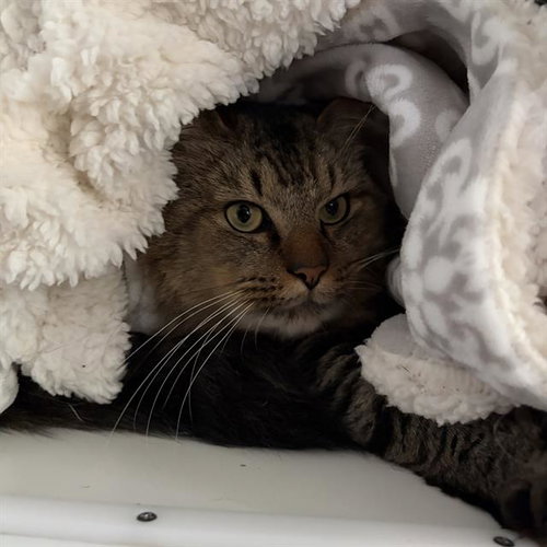 APPA, Adult Domestic Long Hair (medium coat), cat for adoption in Taunton, Massachusetts