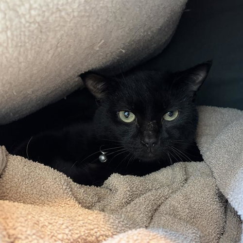 AZUL, an adoptable Domestic Short Hair in Centerville, MA