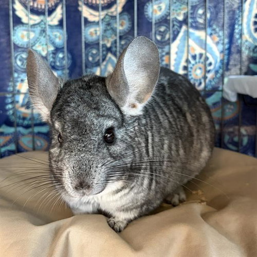 SANJI - Chinchilla available for adoption