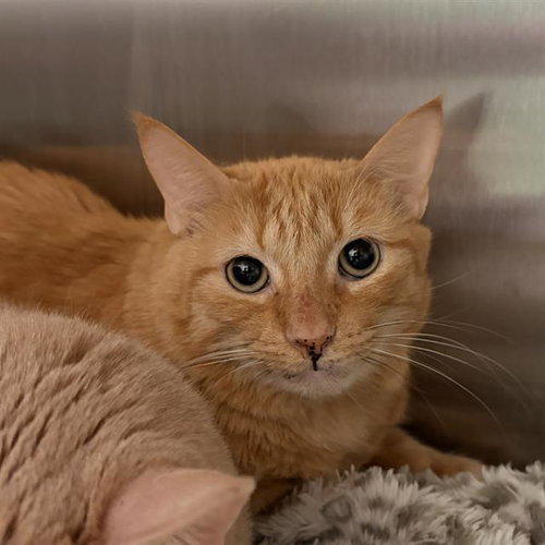 GARFIELD, an adoptable Domestic Short Hair in Centerville, MA
