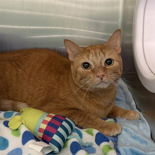 BUTTERSCOTCH, an adoptable Domestic Short Hair in Centerville, MA