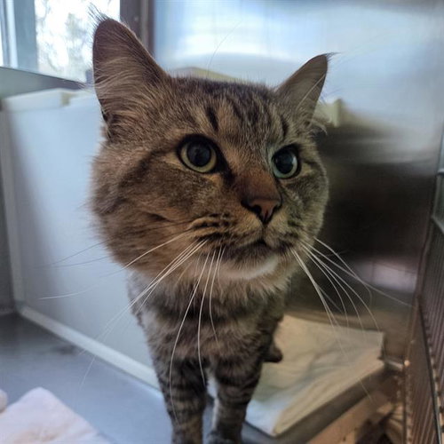 AANG, an adoptable Domestic Long Hair in Centerville, MA