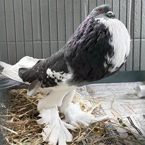 ELVIS - Pigeon available for adoption