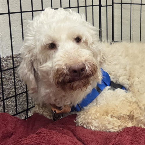 BIANCA, an adoptable Poodle in Centerville, MA