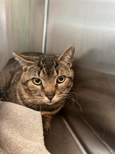 SAILBOAT, an adoptable Domestic Short Hair in Centerville, MA