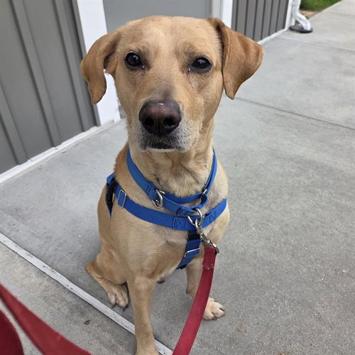 HANK, an adoptable Labrador Retriever in Centerville, MA