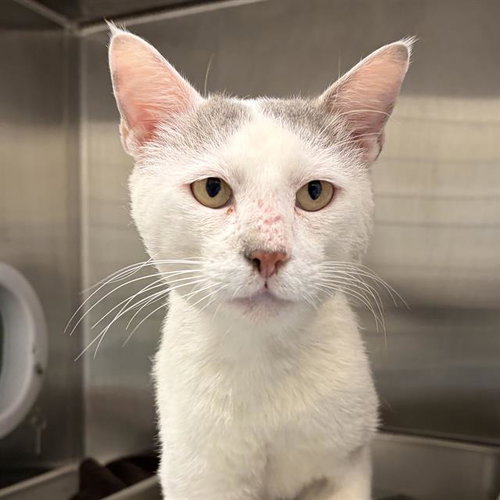 SHERLOCK, an adoptable Domestic Short Hair in Centerville, MA
