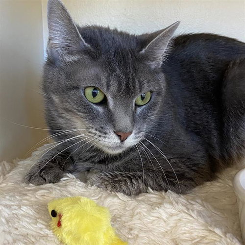 SHELLY, an adoptable Domestic Short Hair in Centerville, MA
