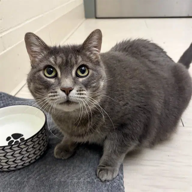 Shelly - Domestic Short Hair