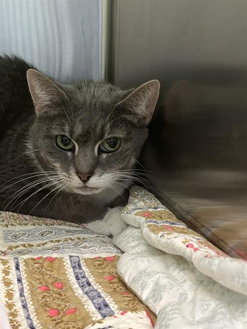 PRECIOUS, an adoptable Domestic Short Hair in Centerville, MA