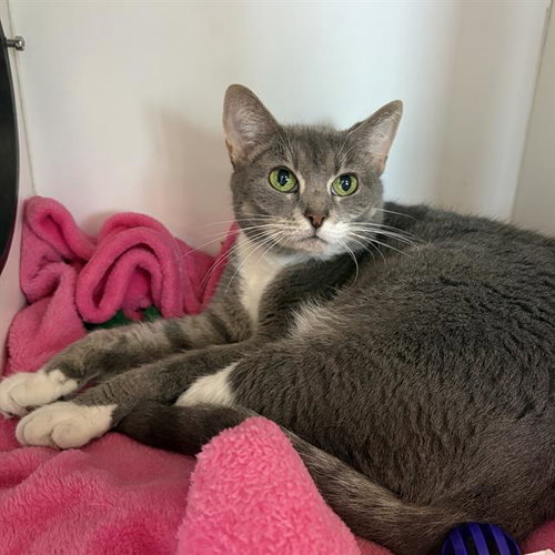 PRECIOUS, Adult Domestic Short Hair (medium coat), cat for adoption in Fall River, Massachusetts