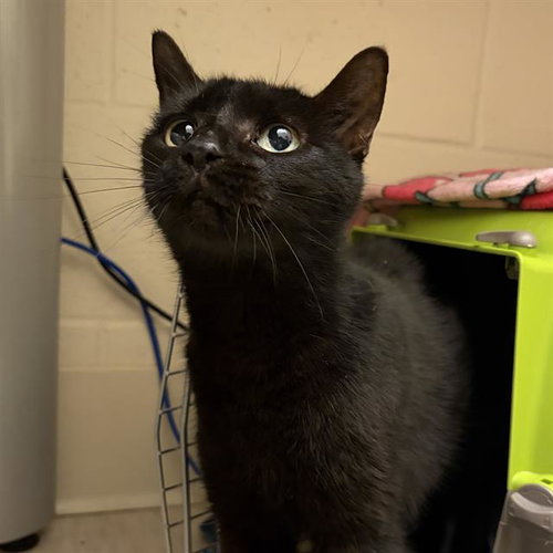 SWAN, an adoptable Domestic Short Hair in Centerville, MA