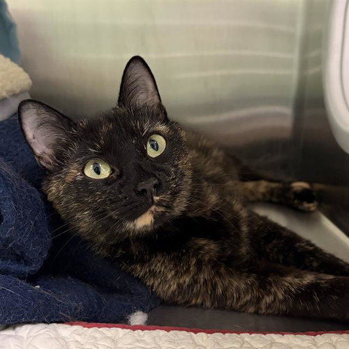 BLONDIE, an adoptable Domestic Short Hair in Centerville, MA