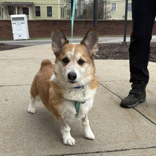 SULLY, an adoptable Pembroke Welsh Corgi in Centerville, MA