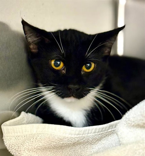 JANIS JOPLIN - WORKING CAT, an adoptable Domestic Short Hair in Centerville, MA