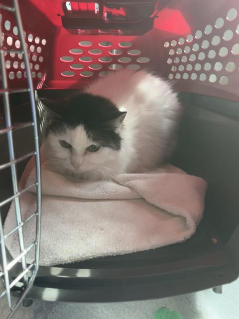 KACEY, an adoptable Domestic Medium Hair in Centerville, MA