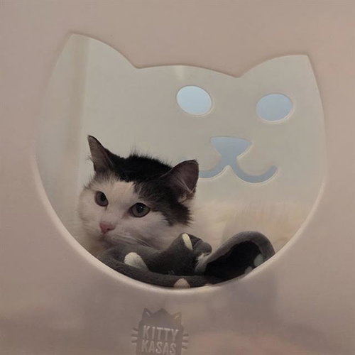 KACEY, Senior Domestic Medium Hair (medium coat), cat for adoption in Taunton, Massachusetts