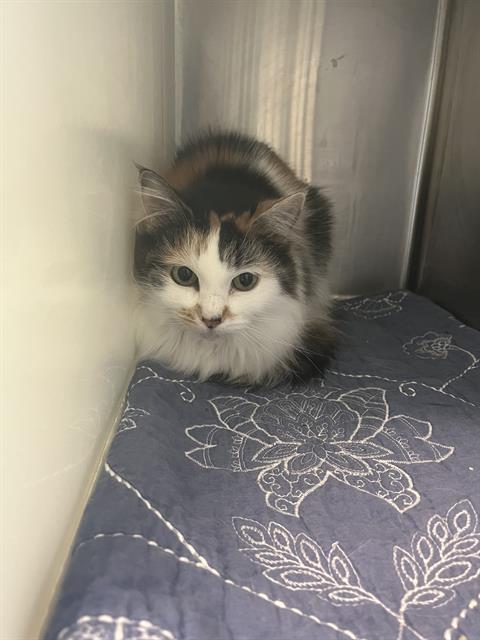 ALLIE, an adoptable Domestic Medium Hair in Centerville, MA