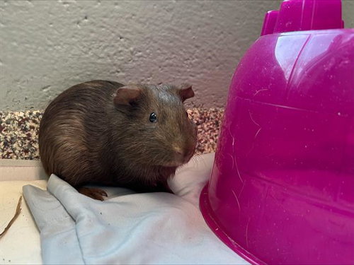 MAUSOLEUM - Guinea Pig available for adoption