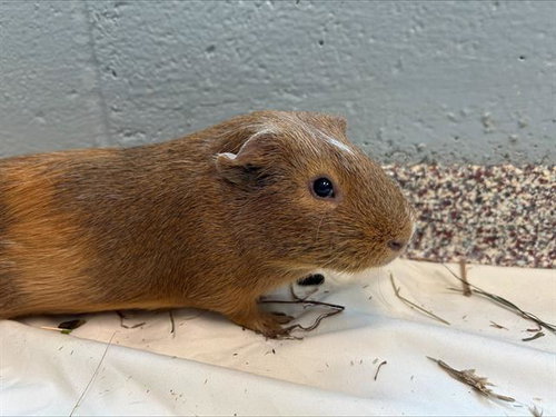 GRAVEYARD - Guinea Pig available for adoption