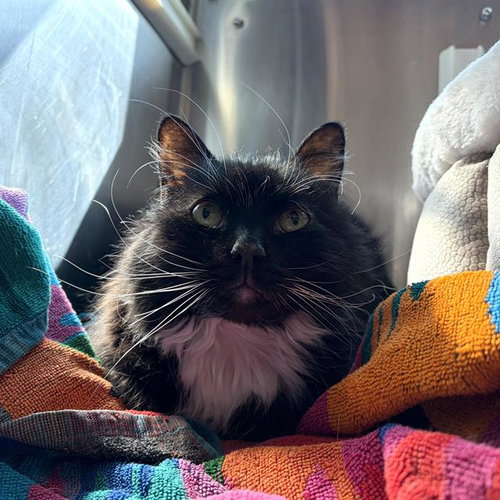 WINSTON, an adoptable Domestic Medium Hair in Centerville, MA