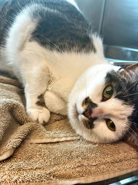 BAILEY, an adoptable Domestic Short Hair in Centerville, MA