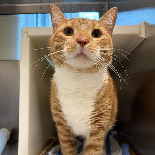 BARON - Domestic Short Hair available for adoption