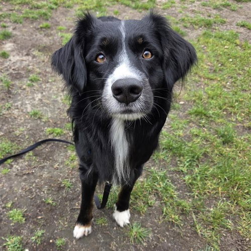 STUBBY, an adoptable Border Collie in Centerville, MA