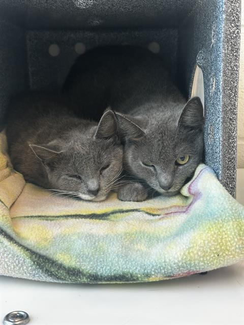 ANTLER MOTH, an adoptable Domestic Short Hair in Centerville, MA