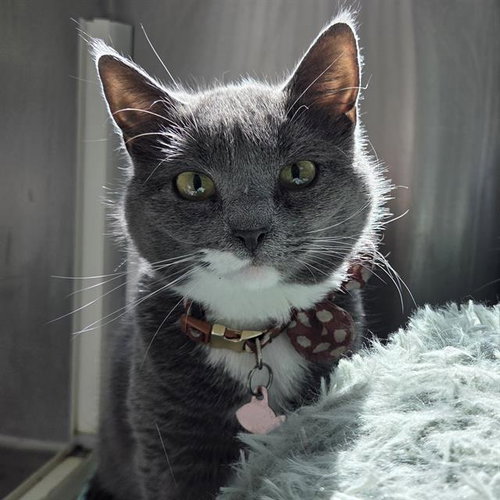ANTLER MOTH, an adoptable Domestic Short Hair in Centerville, MA