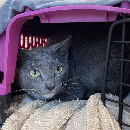 WINTER MOTH, an adoptable Domestic Short Hair in Centerville, MA