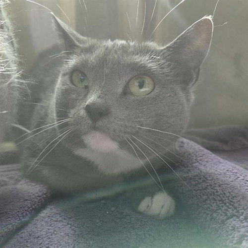 WINTER MOTH, an adoptable Domestic Short Hair in Centerville, MA