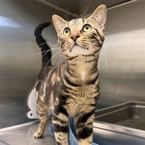 MILO, an adoptable Domestic Short Hair in Centerville, MA
