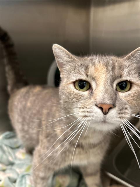 HURLEY, an adoptable Domestic Short Hair in Centerville, MA