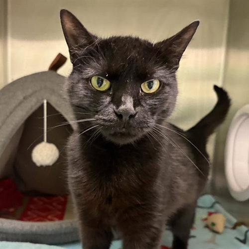 SUMMER, an adoptable Domestic Short Hair in Centerville, MA