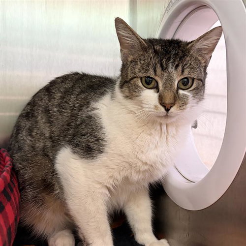 MERCEDES, an adoptable Domestic Short Hair in Centerville, MA