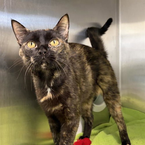 VIRGO, an adoptable Domestic Short Hair in Centerville, MA