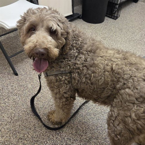 MOCHA, an adoptable Poodle in Centerville, MA
