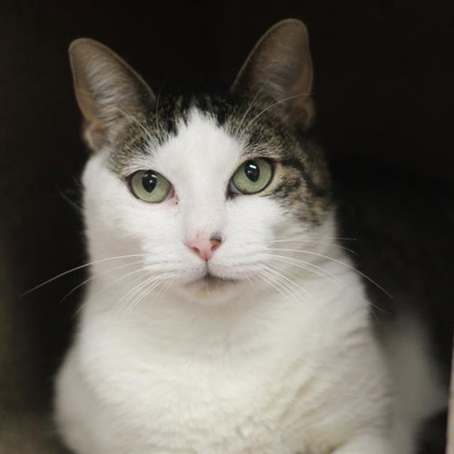 CHARLIE CATNIP, Senior Domestic Short Hair (medium coat), cat for adoption in Taunton, Massachusetts
