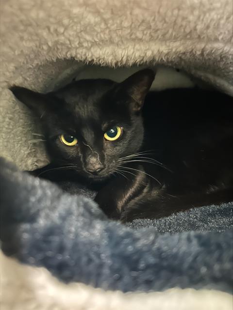 KIT KAT, Senior Domestic Short Hair (medium coat), cat for adoption in Taunton, Massachusetts