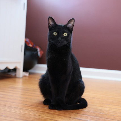 HIDEY, Adult Domestic Short Hair (medium coat), cat for adoption in Taunton, Massachusetts