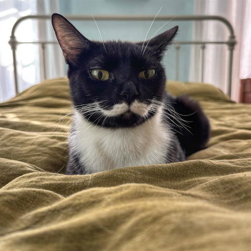 NEZUKO, Adult Domestic Short Hair (medium coat), cat for adoption in Taunton, Massachusetts