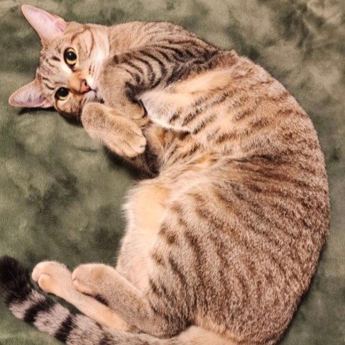 WHISKEY, Adult Domestic Short Hair (medium coat), cat for adoption in Taunton, Massachusetts