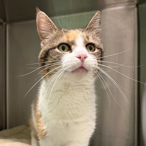 MARY JANE, Senior Domestic Short Hair (medium coat), cat for adoption in Taunton, Massachusetts