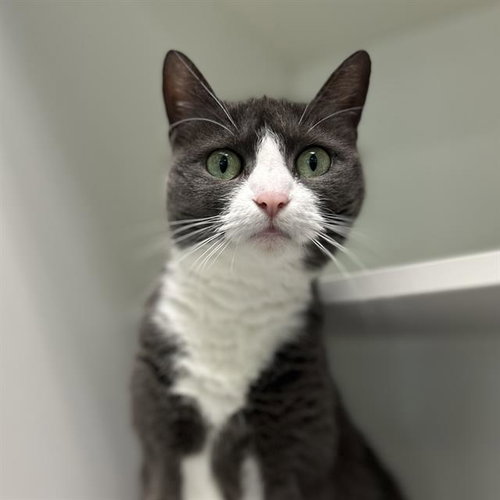 ELLIE, Senior Domestic Short Hair (medium coat), cat for adoption in Brockton, Massachusetts
